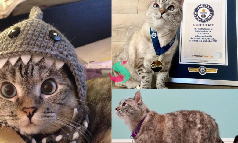 meet nala cat: the instagram star with a ton of fo - tymoff