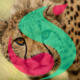 cheata