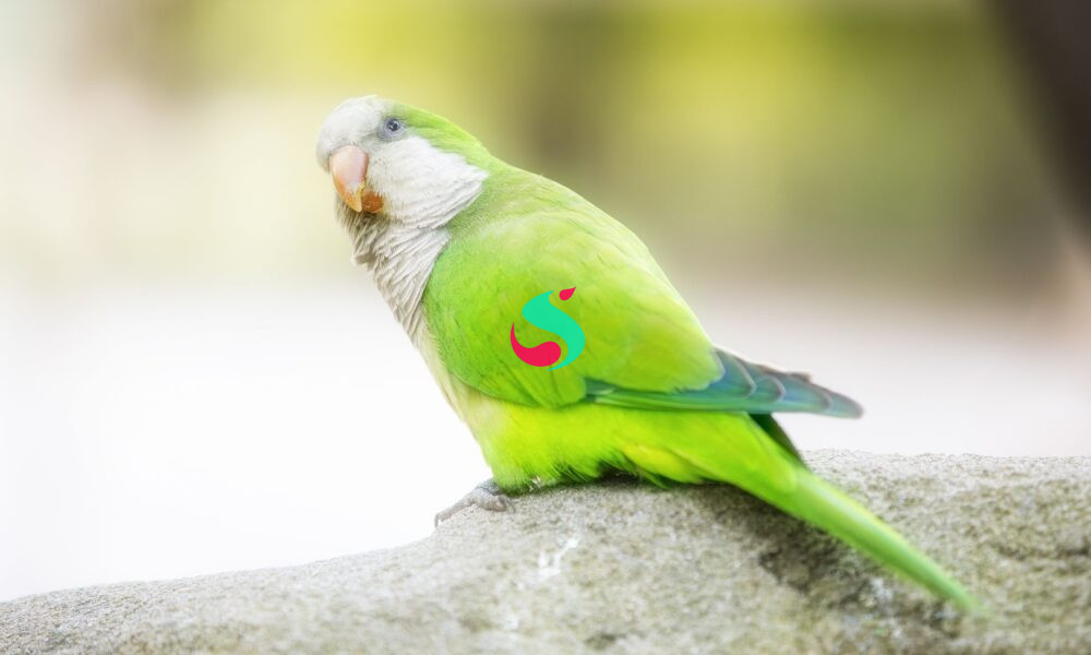quaker parrot for sale